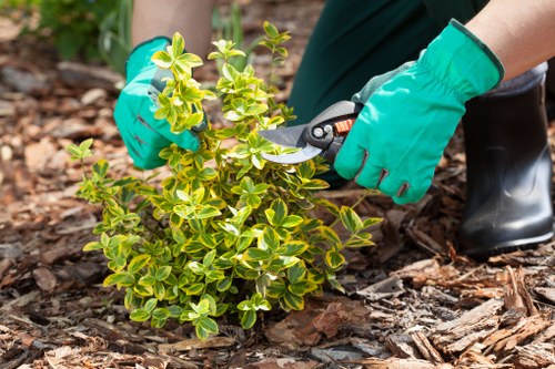 Garden clearance work in a Stockwell outdoor space with overgrown plants and waste removal
