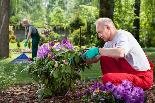 Seasonal hedge trimming and border tidying for a Stockwell home